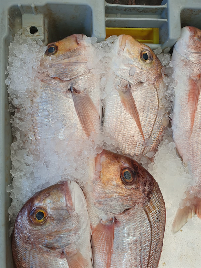 אימפריית הדגים בנתניה-שיווק ומכירת דגים I משלוחים image