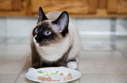 מה אסור לחתולים לאכול?