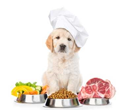 זורקים לכם עצם: מה מותר לכלבים לאכול?