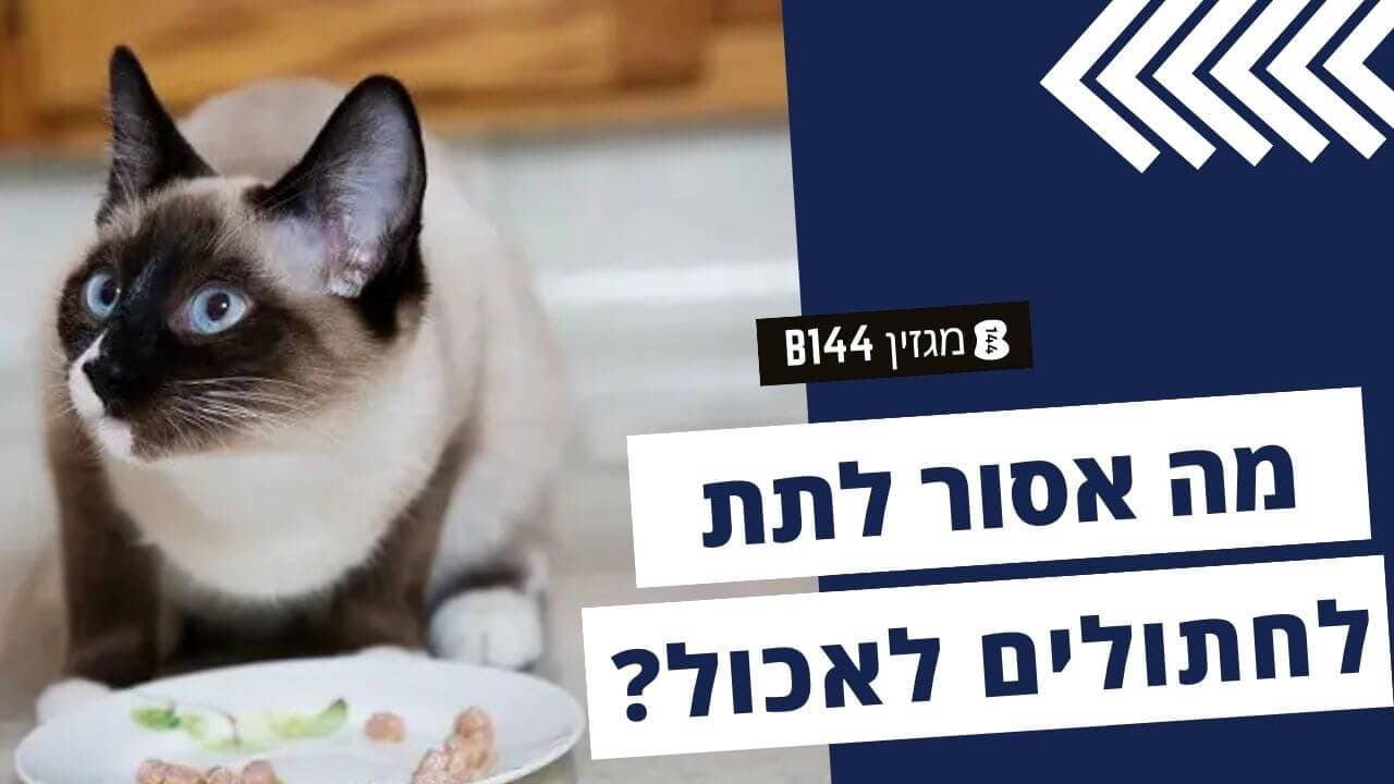 מה אסור לתת לחתולים לאכול