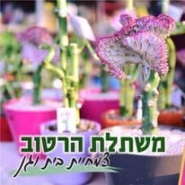 לוגו