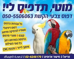 דפוס צבעי הקשת -מוטי