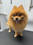 מספרת כלבים ניידת V.I.PAWS uploaded image