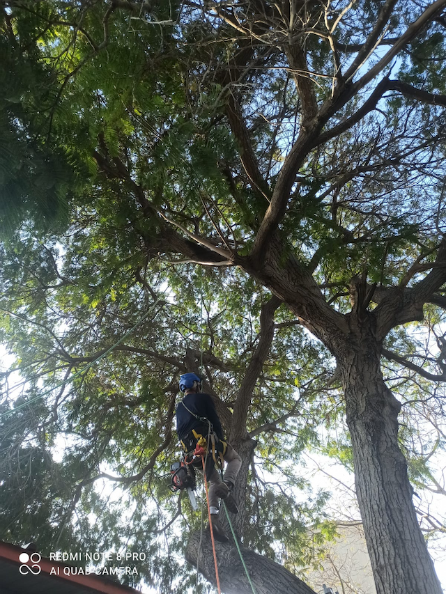 טיפול בעץ בטיפוס