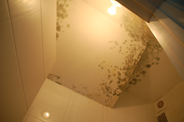 עובש ופטריות בתקרת חדר רחצה