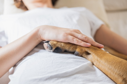 כלבנות טיפולית: על חשיבות טיפול רגשי בעזרת כלבים