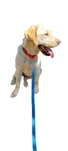 עופר וינר - אילוף כלבים וכלבנות טיפולית