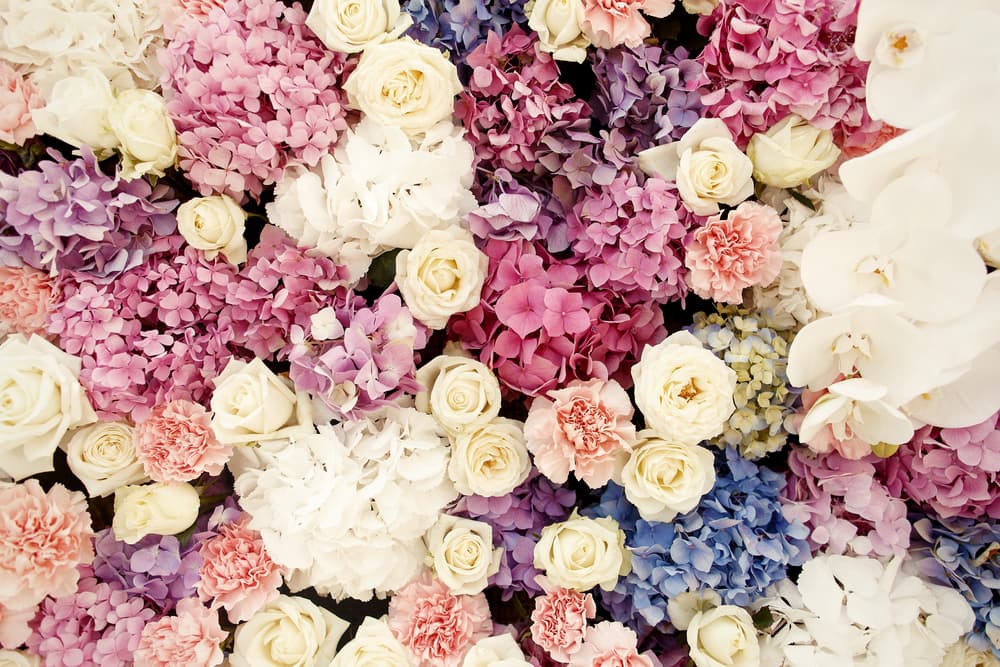 פרחי גיל - חנות פרחים image