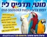 דפוס צבעי הקשת -מוטי