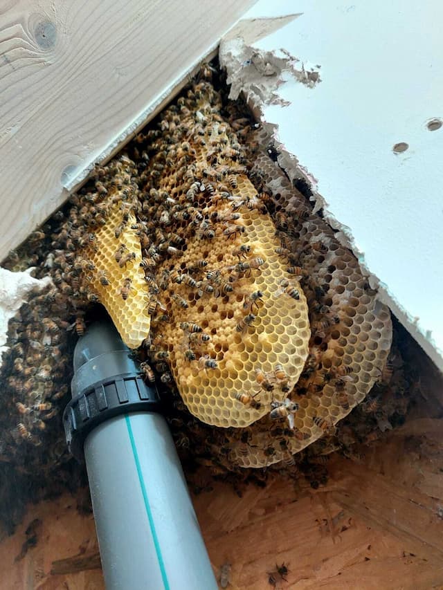 הדבוראים - פינוי דבורים מקצועי image