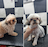 דוגס מאסטרס - מספרת כלבים ניידת uploaded image