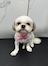 מספרת כלבים ניידת V.I.PAWS uploaded image