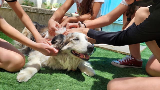 ליסה יואלי טיפול באמצעות כלבים image