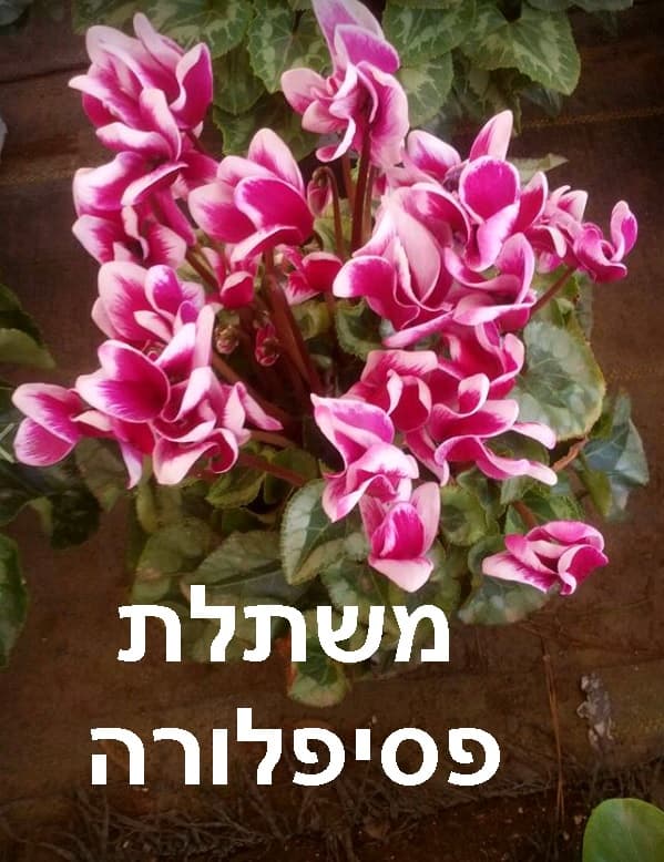 לוגו