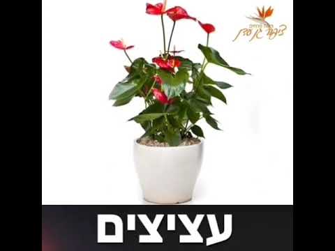 ציפור גן עדן