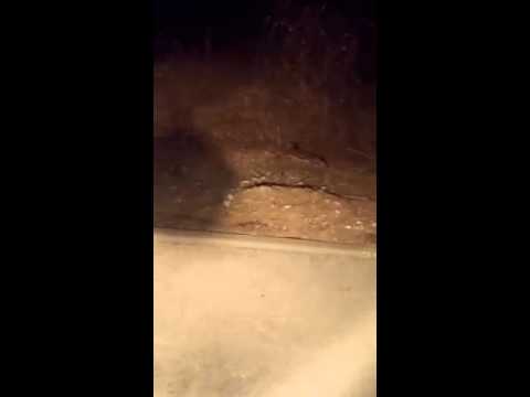 אוריין הדברה לכידה ואחזקה